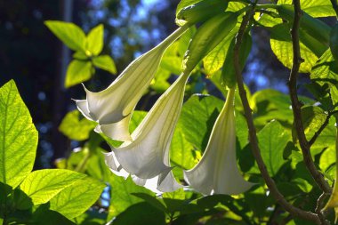 Yunanistan 'ın Glyfada kentinde sonbaharda melekler trompet çalar veya Brugmansiya çiçekleri