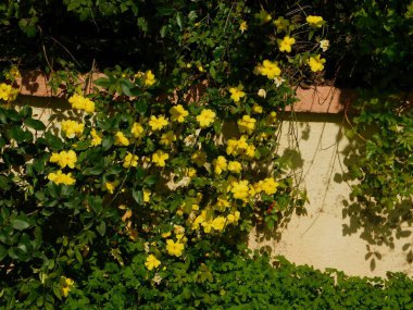 Kış yasemini, veya Jasminum nudiflorum, sarı çiçekli sarmaşık