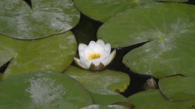 Rusya, Balashov yakınlarındaki Khopyor nehri üzerindeki köprü..