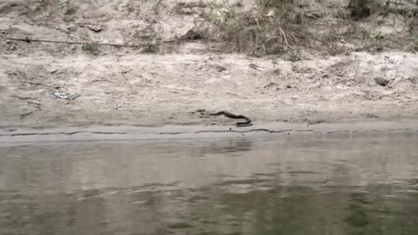 Serpente Acaba Atravessar Rio Khopyor Está Rastejando Longo Margem Tiro — Vídeo de Stock