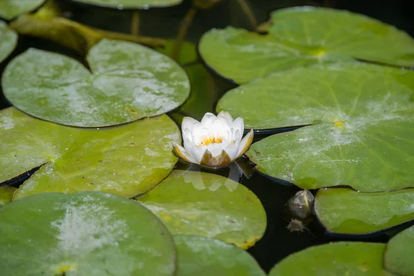 Lonely White Lily Growing Khopyor River Quiet Plant — Stock Photo, Image