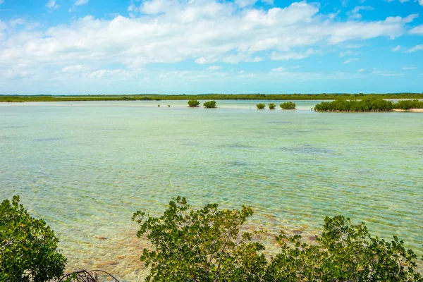 Nature tranquille dans les clés de la Floride — Photo