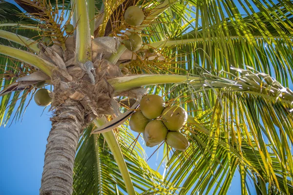 Key west Florida mavi gökyüzü ile tatlı Hindistan cevizi palmiye ağaçları — Stok fotoğraf