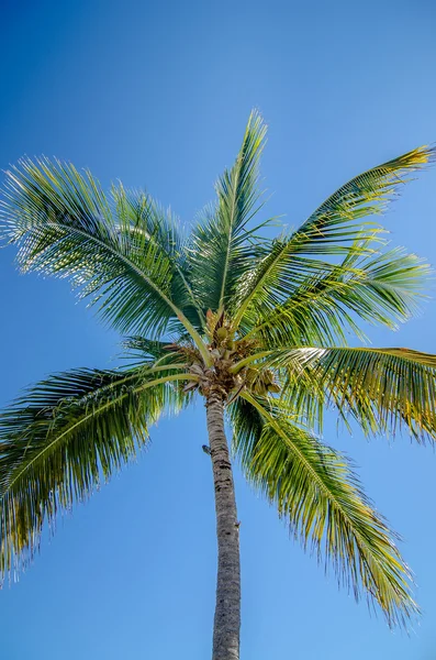 Chemin de la plage avec des palmiers dans la Floride occidentale clé — Photo