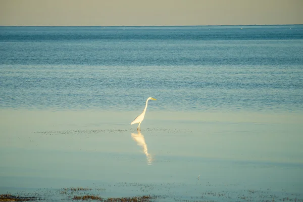Nature tranquille dans les clés de la Floride — Photo