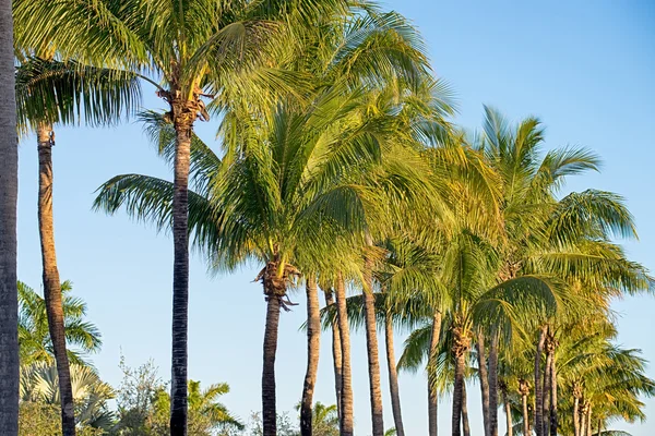 Сцены на пляже Майами Флориды в солнечный день — стоковое фото
