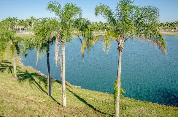 Путь к пляжу с пальмами в ключевой западной флориде — стоковое фото
