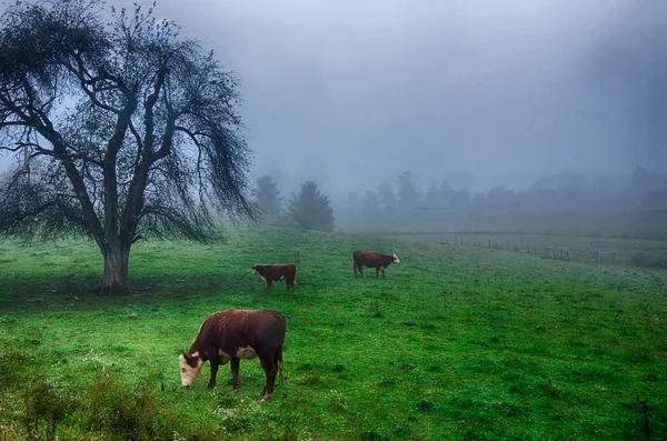 Vee grazen op veld in mistige bergen — Stockfoto