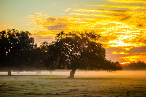 Paysage abstrait lever du soleil sur la ferme en Floride — Photo