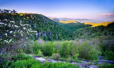 Bahar doğal Blue Ridge Parkway Appalachians Dumanlı Dağı