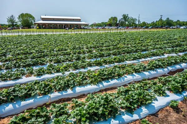 Na plantacji truskawek w słoneczny dzień — Zdjęcie stockowe