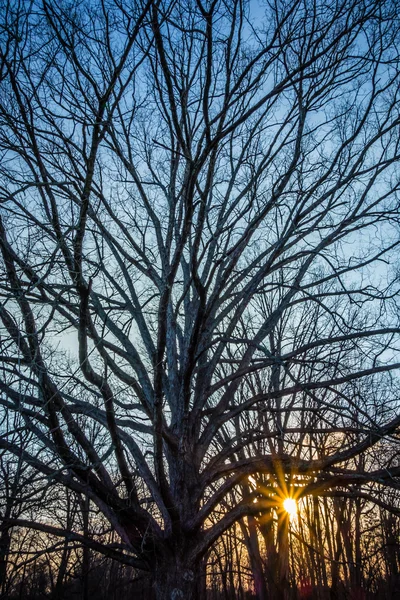 Allein Baum auf der Wiese bei Sonnenuntergang mit Sonne — Stockfoto