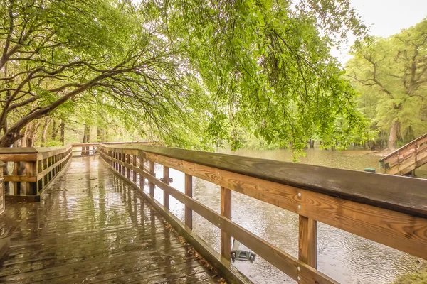 Naturaleza en morrison springs florida — Foto de Stock