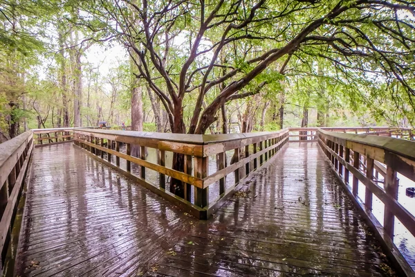 Naturen på morrison springs florida — Stockfoto