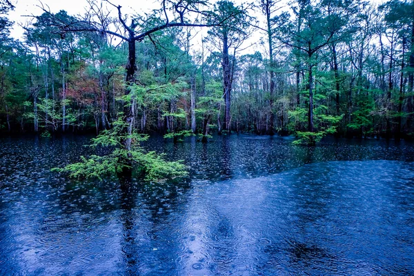 Nature at morrison springs florida — Stock Photo, Image