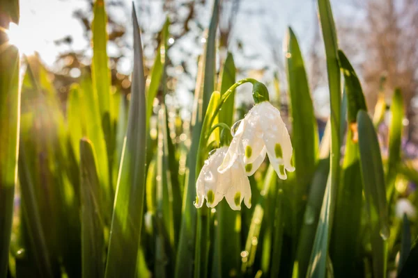 Flores de primavera de gota de neve — Fotografia de Stock