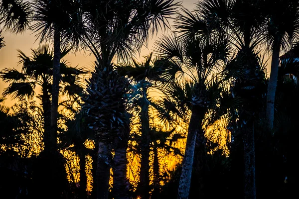 Silhouette von Kokospalmen bei buntem Sonnenuntergang — Stockfoto