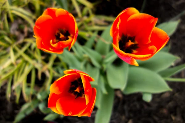 Oranje tulp bloemen in lentetuin — Stockfoto