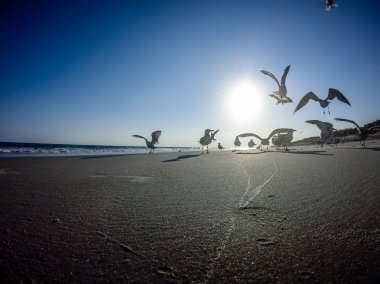 manzaralar meşe Adası'nda Kuzey carolina beach