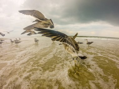 Topsail beach north carolina