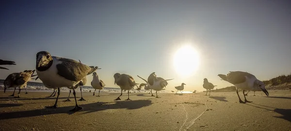 Vues panoramiques sur l'île de chêne plage nord carolina — Photo