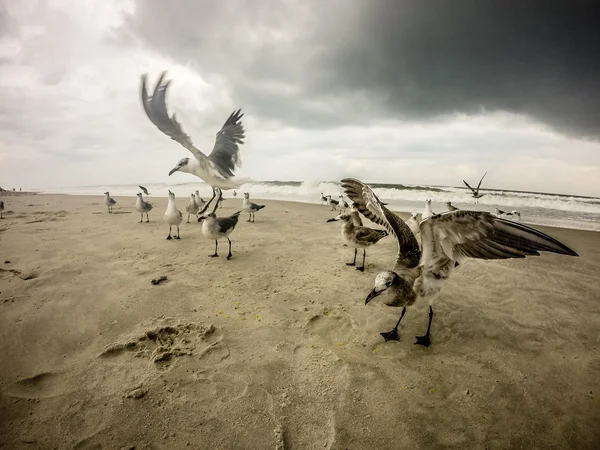 Topsail plage nord carolina — Photo