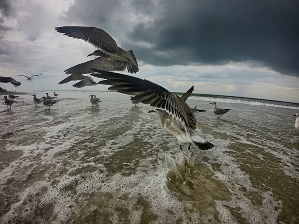 Topsail plage nord carolina — Photo