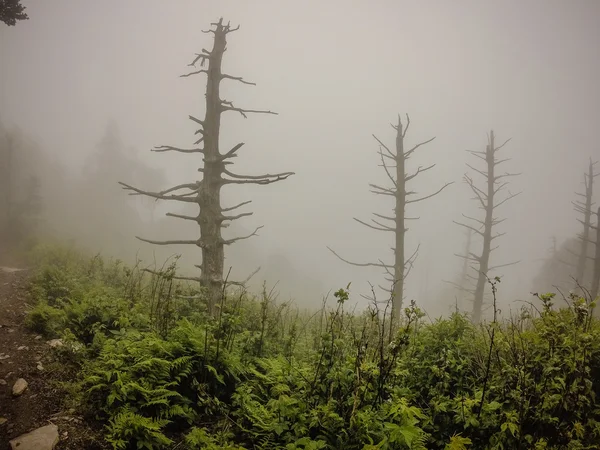 Sahneleri appalachian iz dumanlı dağları boyunca Kuzey carolina — Stok fotoğraf
