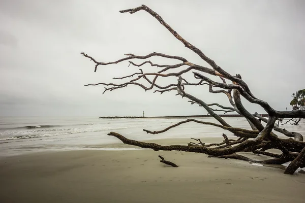 Wood Drift na polowanie island south carolina — Zdjęcie stockowe