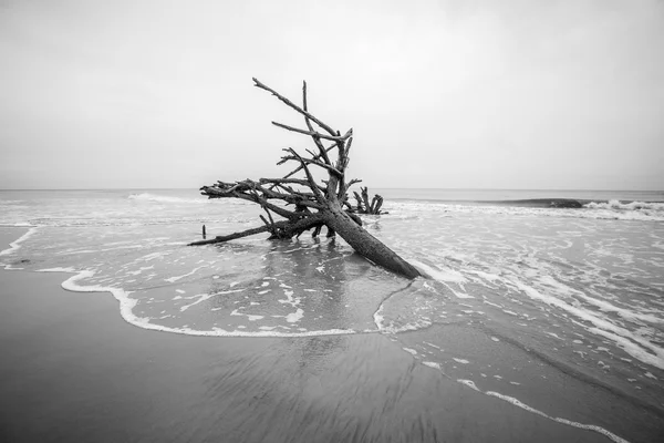 Kien hout op het eiland south carolina jacht — Stockfoto