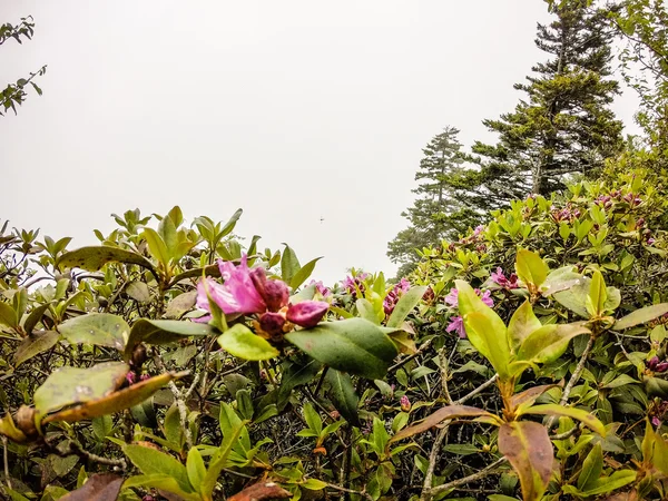 Scény na Appalačské stezce v regionu smoky mountains Severní Karolína — Stock fotografie