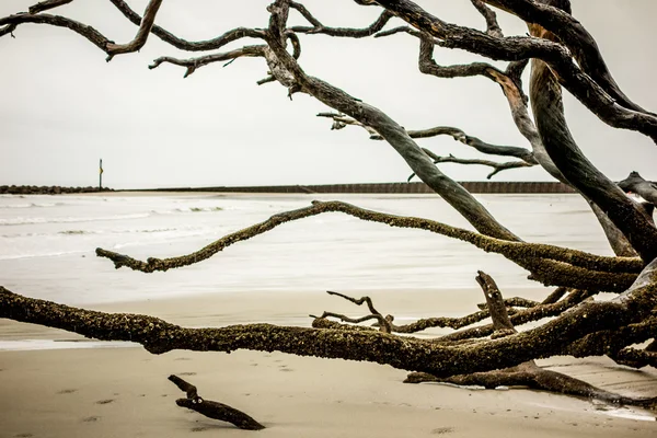 Treibholz auf der Jagdinsel South Carolina — Stockfoto