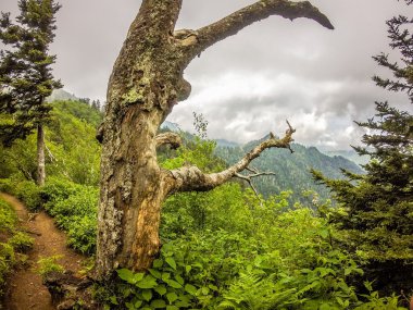 sahneleri appalachian iz dumanlı dağları boyunca Kuzey carolina
