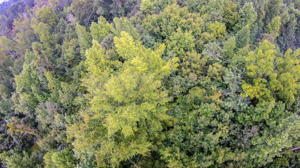 Aérea sobre floresta espessa — Fotografia de Stock