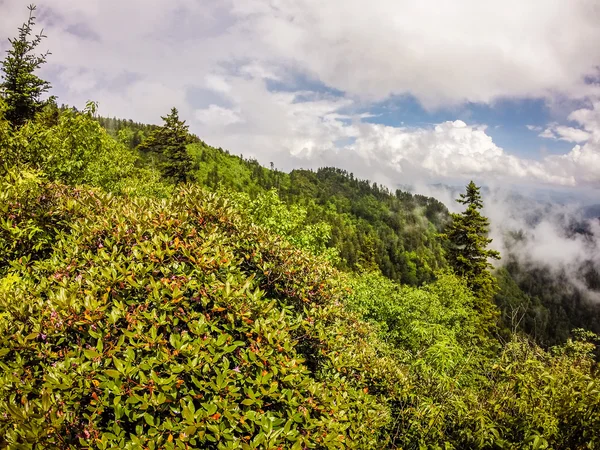 Escenas a lo largo del sendero de los Apalaches en montañas humeantes carolina del norte — Foto de Stock