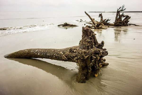 Bois dérivant sur l'île de chasse carolina sud — Photo