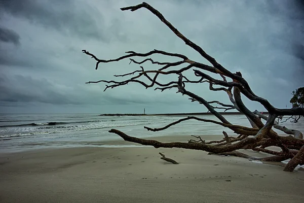 Древесина на охотничьем острове Южная Каролина — стоковое фото