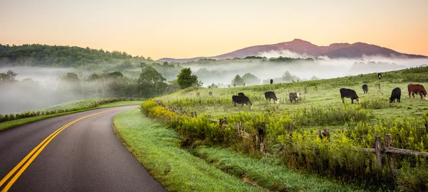 Niebla rodando a través de tierras de granja de caminos verdes —  Fotos de Stock