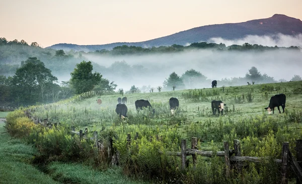 Blue ridge parkway çiftliğinden haddeleme sis toprakları — Stok fotoğraf