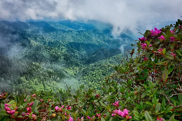 scenes along appalachian trail in great smoky mountains