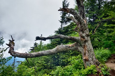 Büyük dumanlı dağlarda dehşet verici manzaralar.