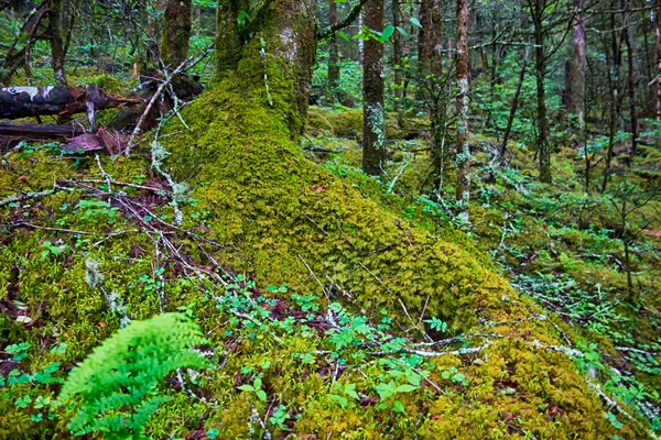 Cenas ao longo da trilha appalachian em grandes montanhas fumegantes — Fotografia de Stock