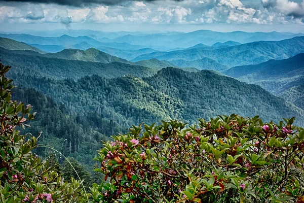 Escenas a lo largo de senderos apalaches en grandes montañas humeantes —  Fotos de Stock