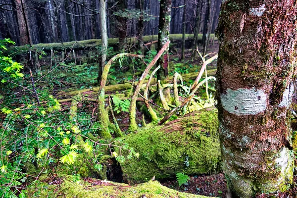 Scener längs appalachian spår i stora rökiga berg — Stockfoto