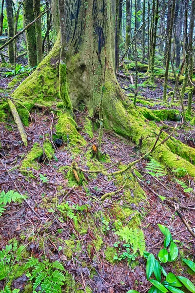 Scènes le long du sentier appalachien dans de grandes montagnes fumées — Photo