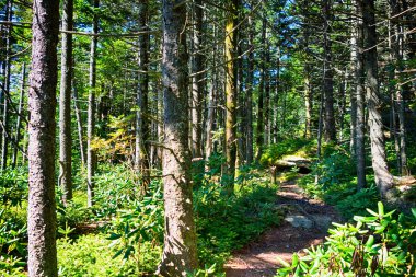 Calloway Zirvesi 'nin kuzey Carolina' daki doğa sahneleri.