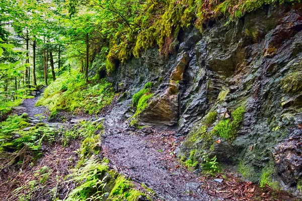 Escenas a lo largo de senderos apalaches en grandes montañas humeantes —  Fotos de Stock