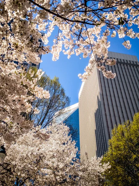 Blooming tree flowers in spring in the city — Stock Photo, Image