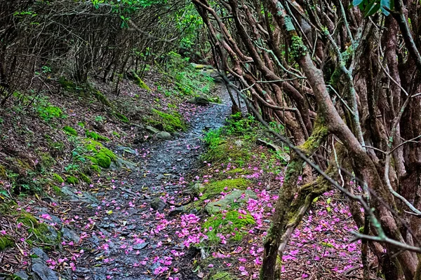 Scènes le long du sentier appalachien dans de grandes montagnes fumées — Photo