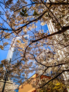 Baharda çiçek açan ağaç çiçekler şehir